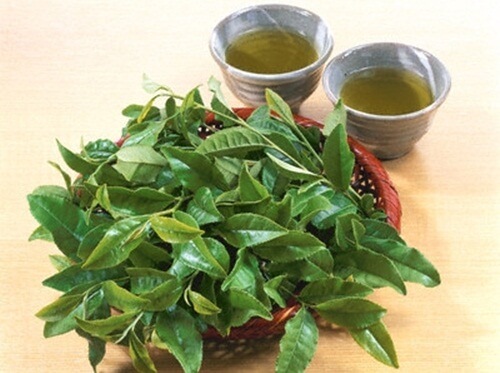Nước chè xanh 